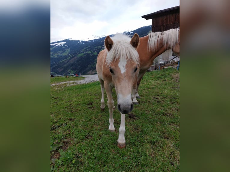 Hafliger Ogier Źrebak (03/2024) in Tirol/Zillertal