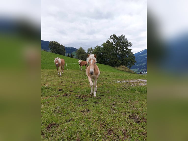 Hafliger Ogier Źrebak (03/2024) in Tirol/Zillertal