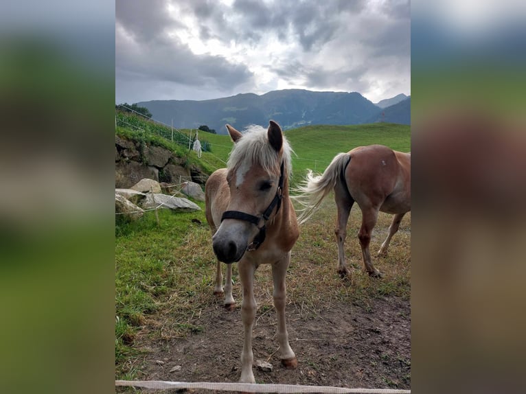 Hafliger Ogier Źrebak (03/2024) in Tirol/Zillertal