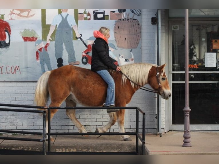 Hafliger Wałach 10 lat 137 cm Cisawa in Plano