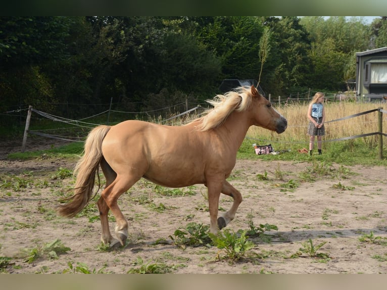 Hafliger Mix Wałach 10 lat 137 cm in Oss