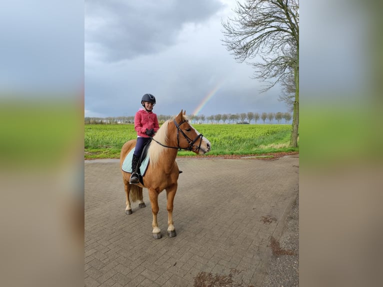 Hafliger Mix Wałach 10 lat 137 cm in Oss