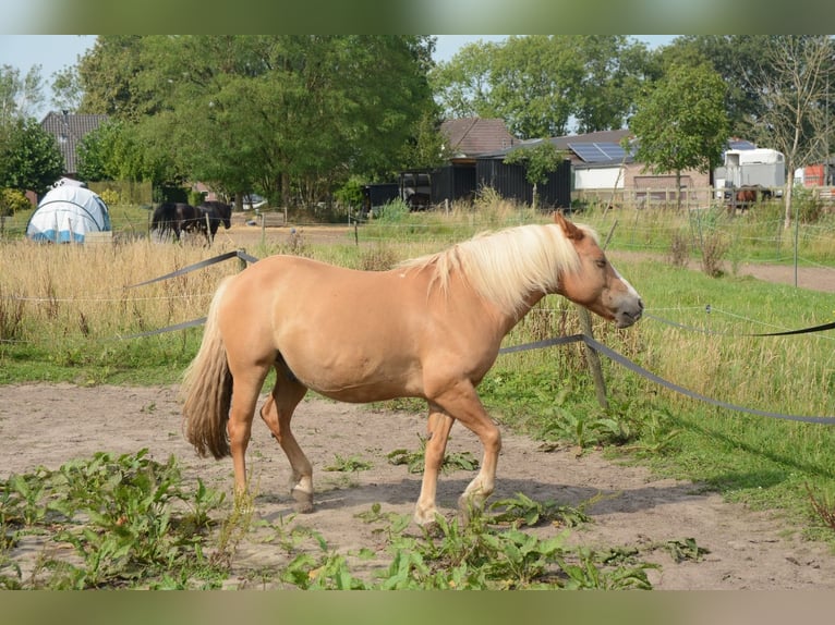 Hafliger Mix Wałach 10 lat 137 cm in Oss