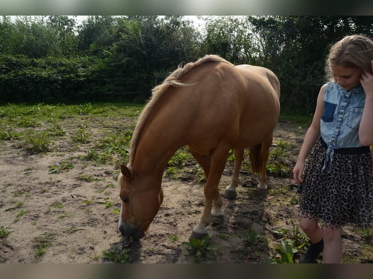 Hafliger Mix Wałach 10 lat 137 cm in Oss