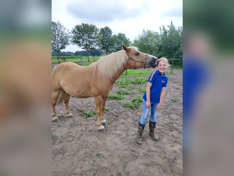 Hafliger Mix Wałach 10 lat 137 cm in Oss