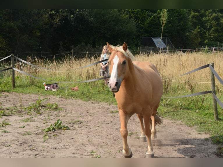Hafliger Mix Wałach 10 lat 137 cm in Oss