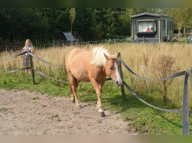 Hafliger Mix Wałach 10 lat 137 cm in Oss