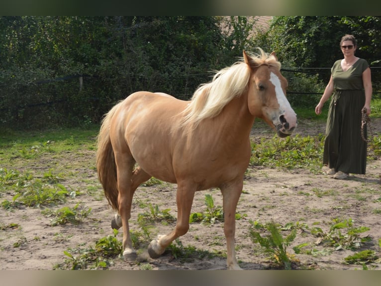 Hafliger Mix Wałach 10 lat 137 cm in Oss