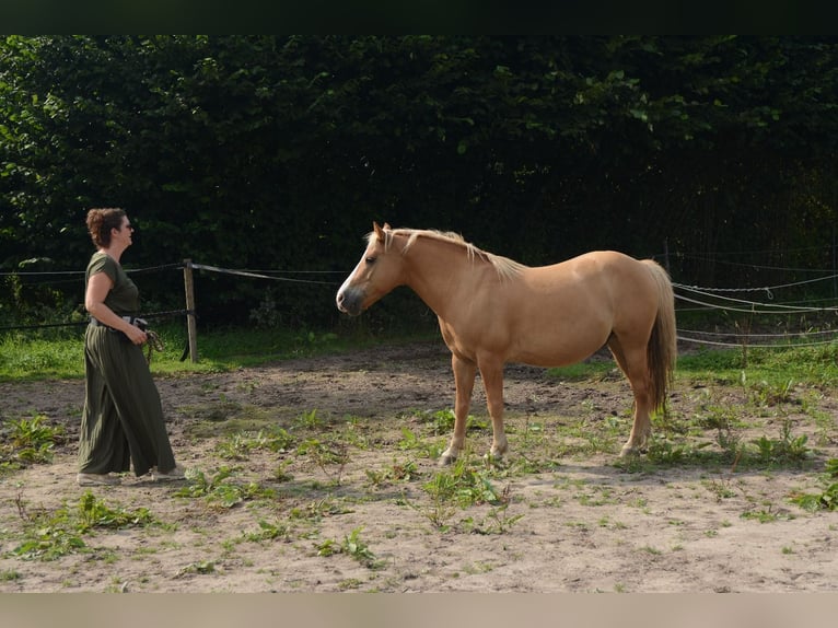 Hafliger Mix Wałach 10 lat 137 cm in Oss