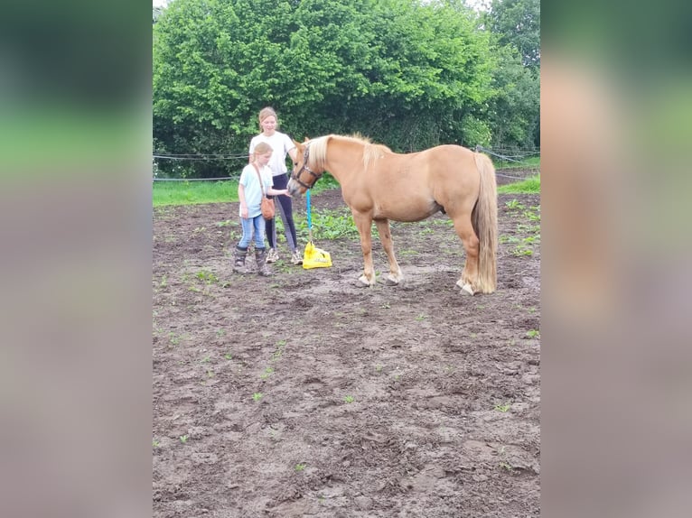 Hafliger Mix Wałach 10 lat 137 cm in Oss