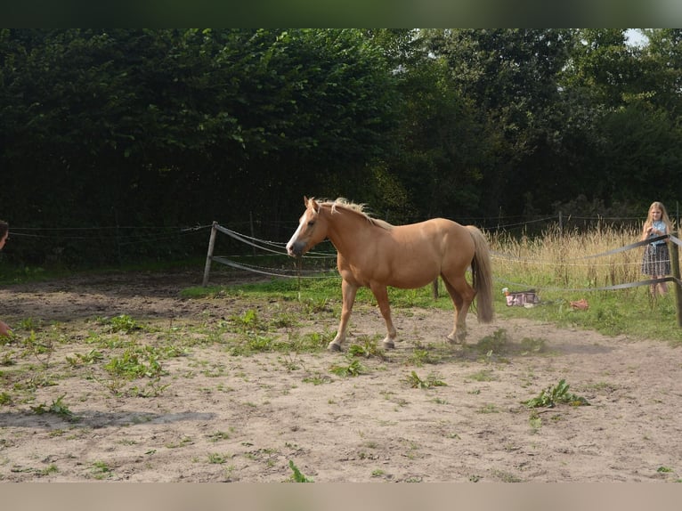 Hafliger Mix Wałach 10 lat 137 cm in Oss