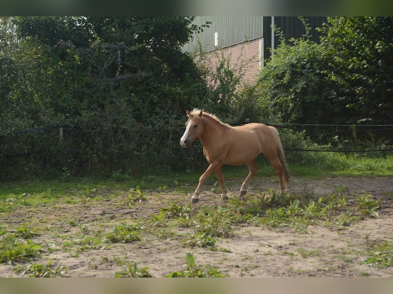 Hafliger Mix Wałach 10 lat 137 cm in Oss