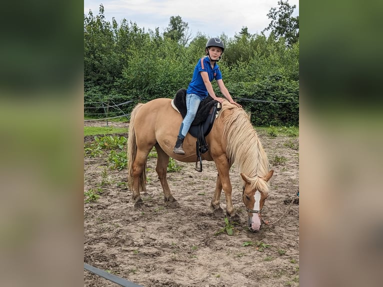 Hafliger Mix Wałach 10 lat 137 cm in Oss