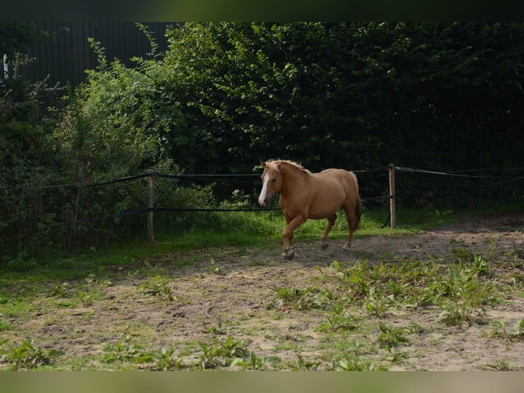 Hafliger Mix Wałach 10 lat 137 cm in Oss