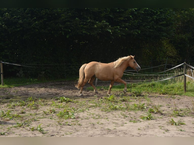 Hafliger Mix Wałach 10 lat 137 cm in Oss
