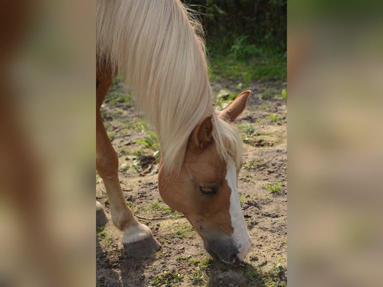 Hafliger Mix Wałach 10 lat 137 cm in Oss