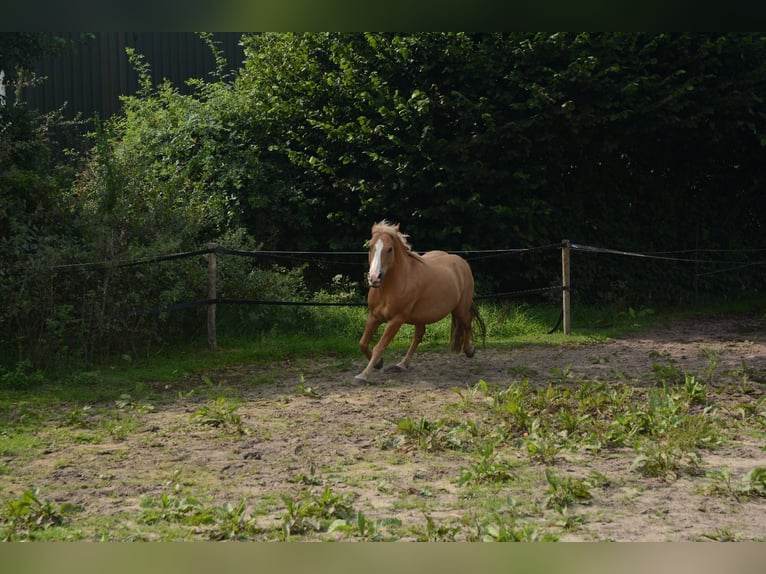 Hafliger Mix Wałach 10 lat 137 cm in Oss