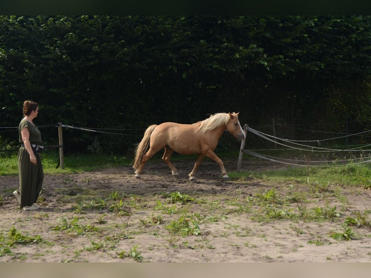 Hafliger Mix Wałach 10 lat 137 cm in Oss