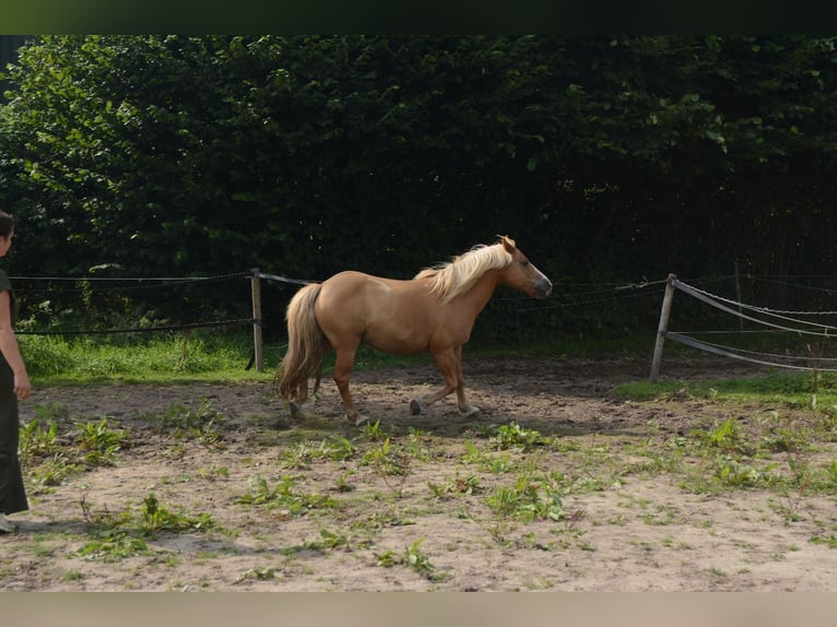 Hafliger Mix Wałach 10 lat 137 cm in Oss