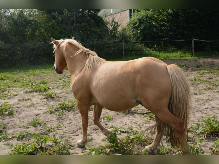 Hafliger Mix Wałach 10 lat 137 cm in Oss