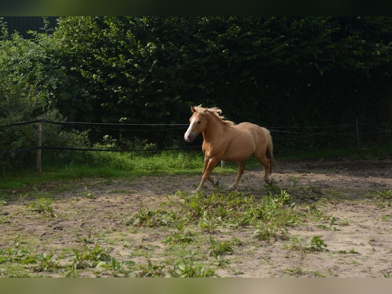 Hafliger Mix Wałach 10 lat 137 cm in Oss
