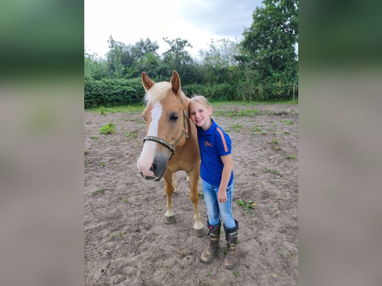 Hafliger Mix Wałach 10 lat 137 cm in Oss