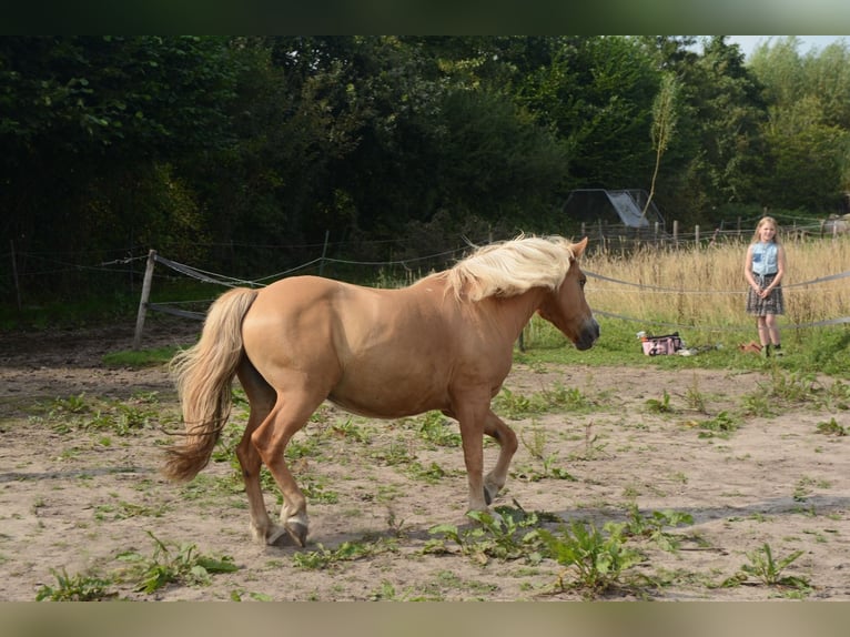 Hafliger Mix Wałach 10 lat 137 cm in Oss