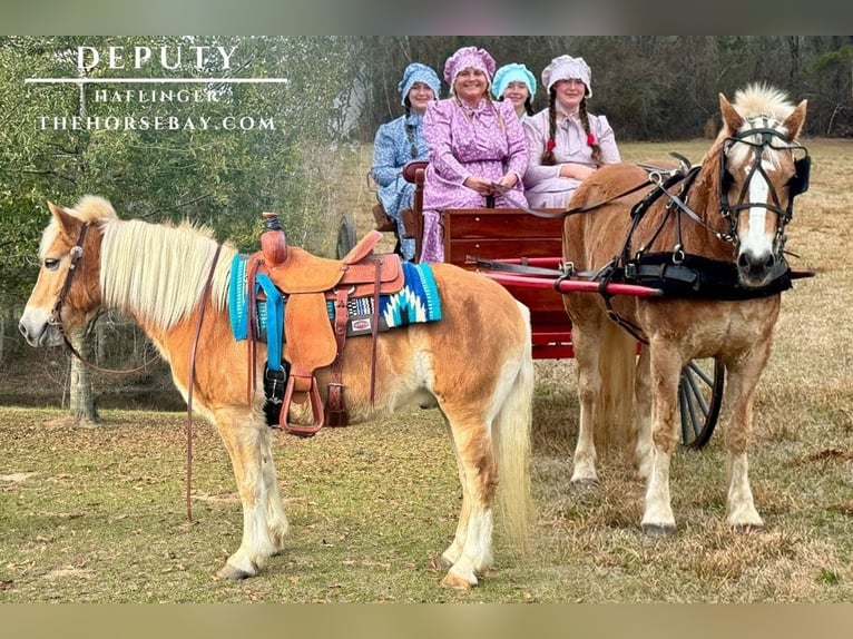 Hafliger Wałach 10 lat 142 cm Cisawa in Kentwood, LA