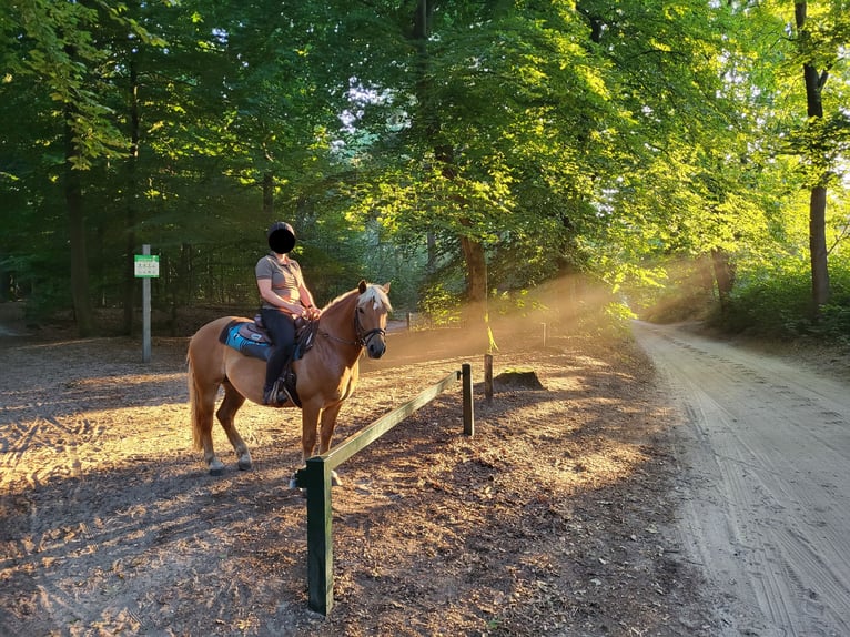 Hafliger Mix Wałach 10 lat 145 cm Ciemnokasztanowata in Lunteren