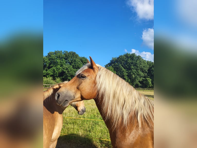 Hafliger Mix Wałach 10 lat 145 cm Ciemnokasztanowata in Lunteren