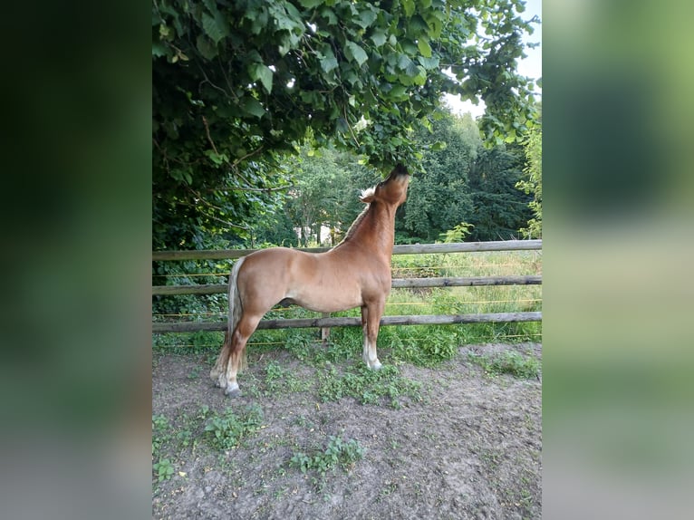 Hafliger Mix Wałach 10 lat 145 cm Ciemnokasztanowata in Lunteren