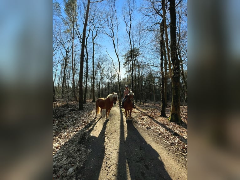 Hafliger Mix Wałach 10 lat 145 cm Ciemnokasztanowata in Lunteren
