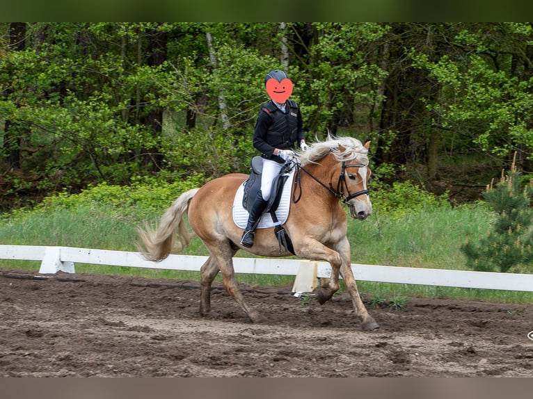 Hafliger Wałach 10 lat 148 cm Kasztanowata in Herzberg