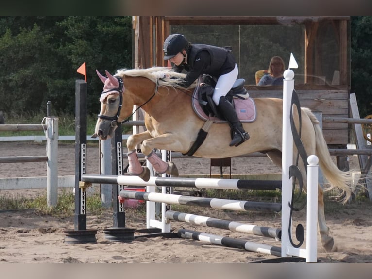 Hafliger Wałach 10 lat 148 cm Kasztanowata in Herzberg