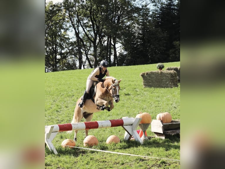 Hafliger Wałach 10 lat 150 cm Kasztanowata in Reitsberg