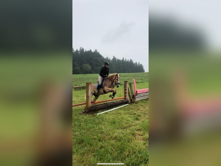 Hafliger Wałach 10 lat 150 cm Kasztanowata in Reitsberg