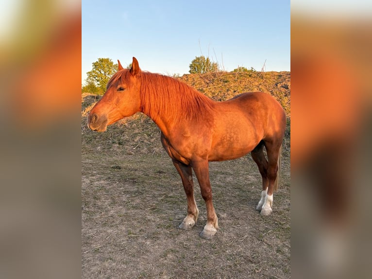 Hafliger Mix Wałach 10 lat 151 cm Kasztanowata in Oberneisen