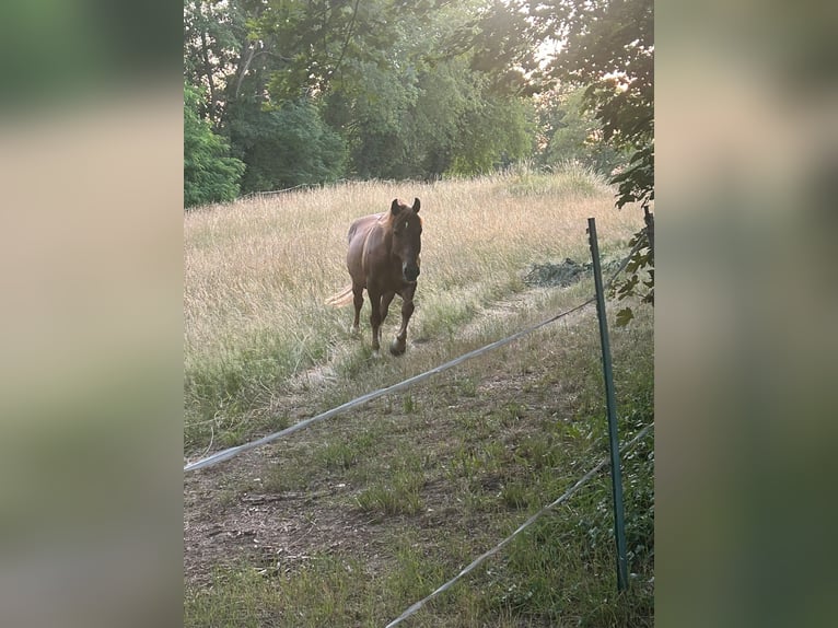 Hafliger Mix Wałach 10 lat 151 cm Kasztanowata in Oberneisen
