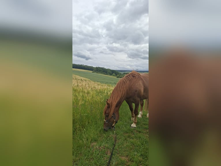 Hafliger Mix Wałach 10 lat 151 cm Kasztanowata in Oberneisen