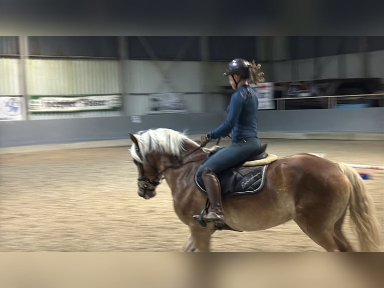 Hafliger Wałach 10 lat 153 cm Ciemnokasztanowata in Stutensee