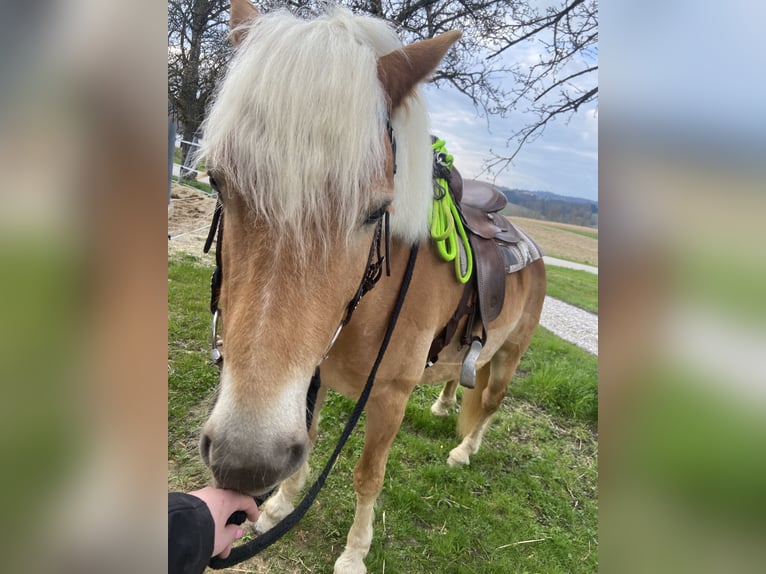 Hafliger Wałach 10 lat 158 cm Kasztanowata in Gaspoltshofen