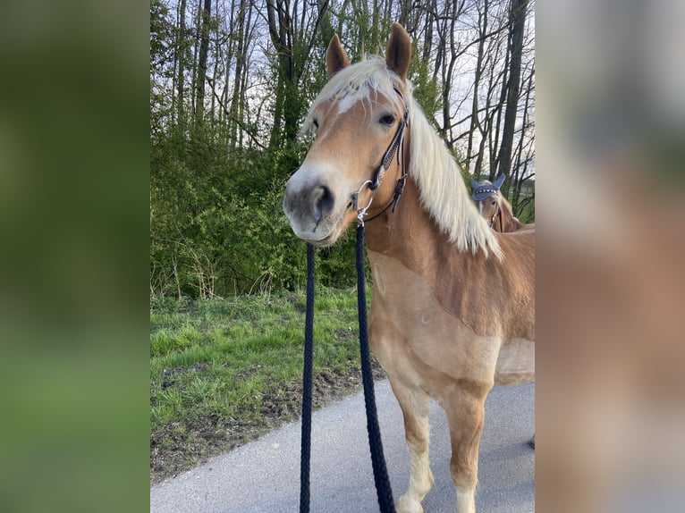 Hafliger Wałach 10 lat 158 cm Kasztanowata in Gaspoltshofen