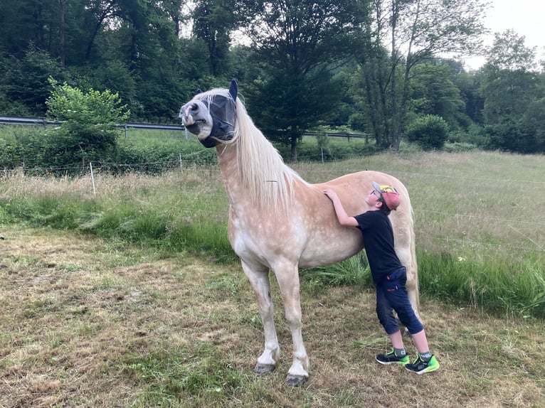 Hafliger Wałach 11 lat 150 cm Izabelowata in Horbach