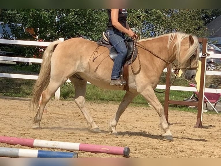 Hafliger Wałach 11 lat 150 cm Izabelowata in Horbach