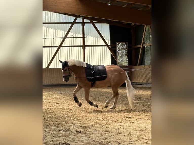 Hafliger Wałach 11 lat 150 cm Izabelowata in Wetzlar