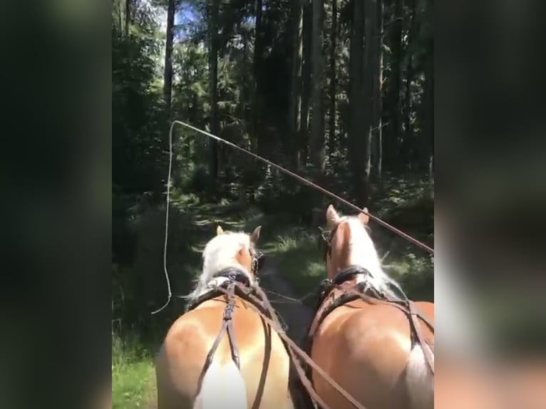 Hafliger Wałach 11 lat 151 cm Kasztanowata in Haldenwang