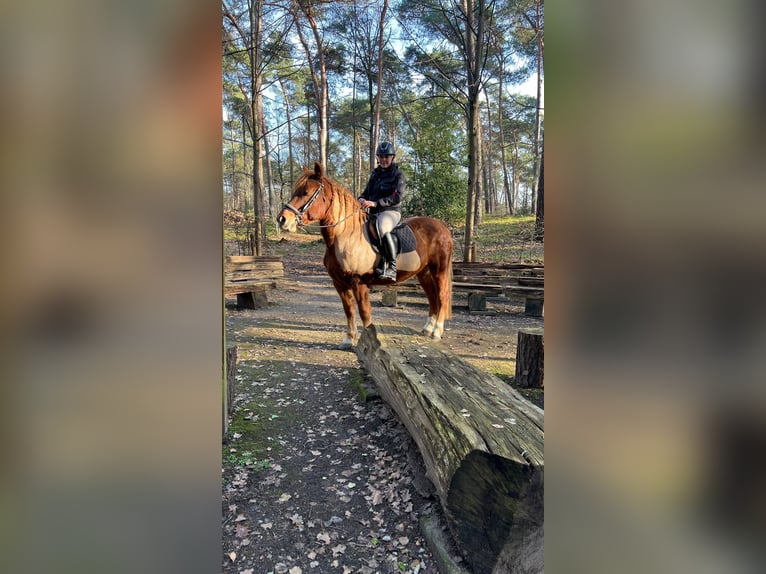 Hafliger Mix Wałach 11 lat 153 cm Kasztanowata in Nettetal