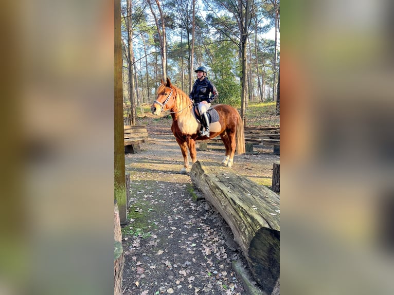 Hafliger Mix Wałach 11 lat 153 cm Kasztanowata in Nettetal