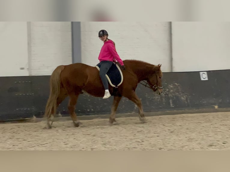 Hafliger Mix Wałach 11 lat 153 cm Kasztanowata in Nettetal