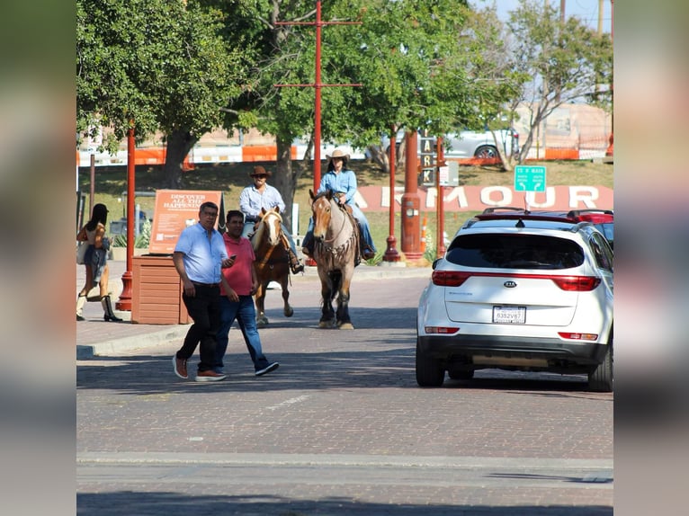 Hafliger Wałach 12 lat 142 cm Ciemnokasztanowata in Stephenville TX
